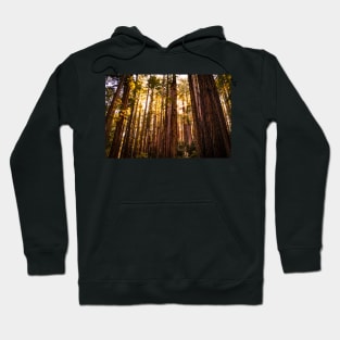 Sunshine shining through redwoods Hoodie